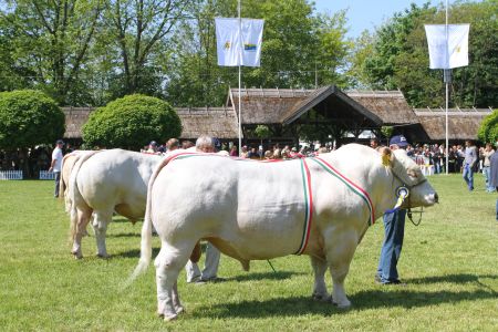 12. kép Lajosmizsei Golf Csávoly, suta, ugyanakkor jólizmolt (Domokos Zoltán, 2011)