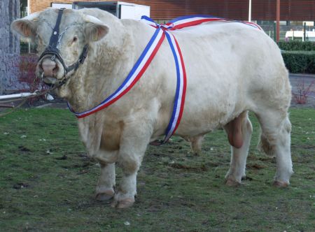 3. kép Tenyésztői típusú francia charolais show bika (Domokos Zoltán, 2010)