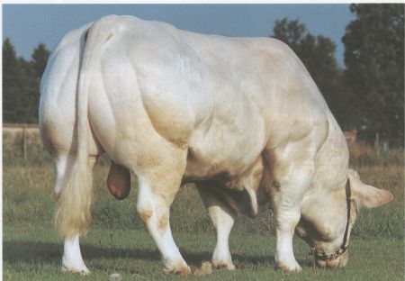 5. kép Fanfan, hentes típusú francia charolais tenyészbika (UCEF, 1996)