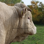 Hegyalja-Bos Kft. Törzstenyészeti szemle