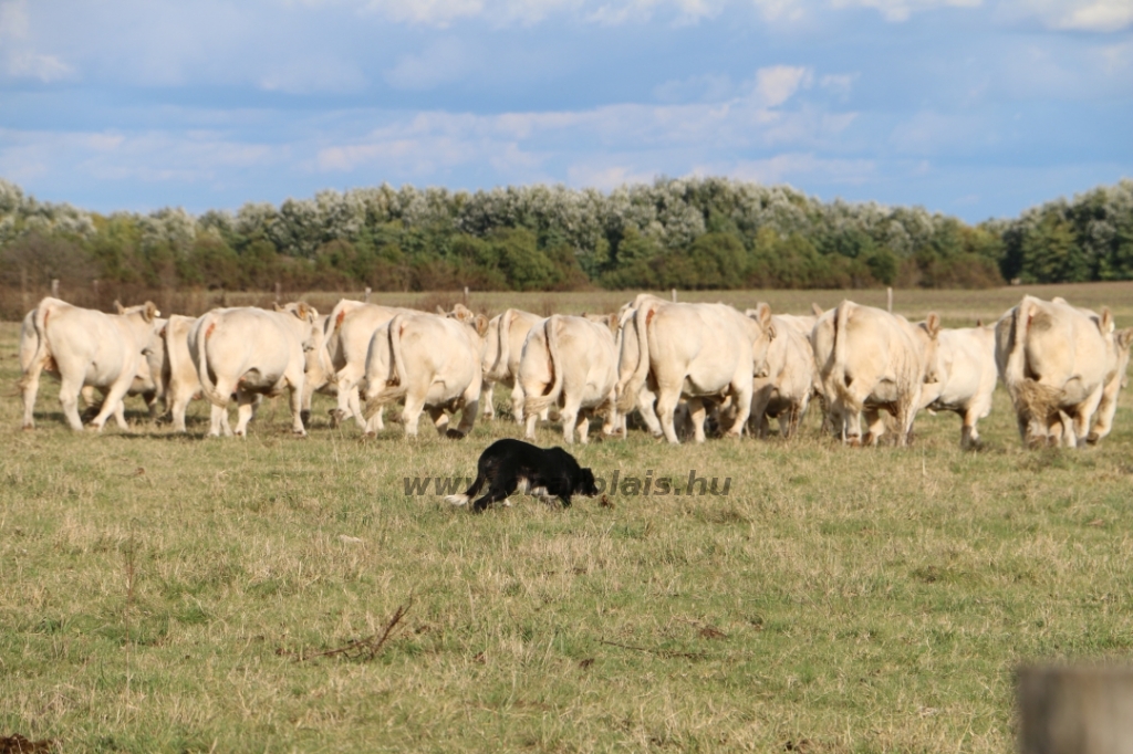 Szakmai nap Kecskemét 2019