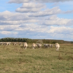 Szakmai nap Kecskemét 2019