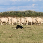 Szakmai nap Kecskemét 2019