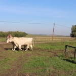 Abaúji Papp Charolais TTSZ