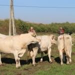 Abaúji Papp Charolais TTSZ