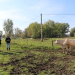 Abaúji Papp Charolais TTSZ