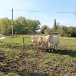 Abaúji Papp Charolais TTSZ