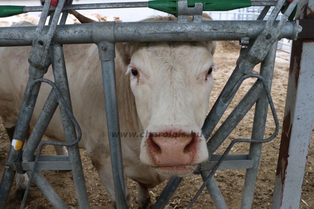 GDScan-Nyakas Charolais