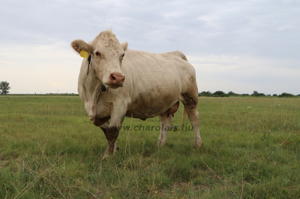 GDScan-Nyakas Charolais