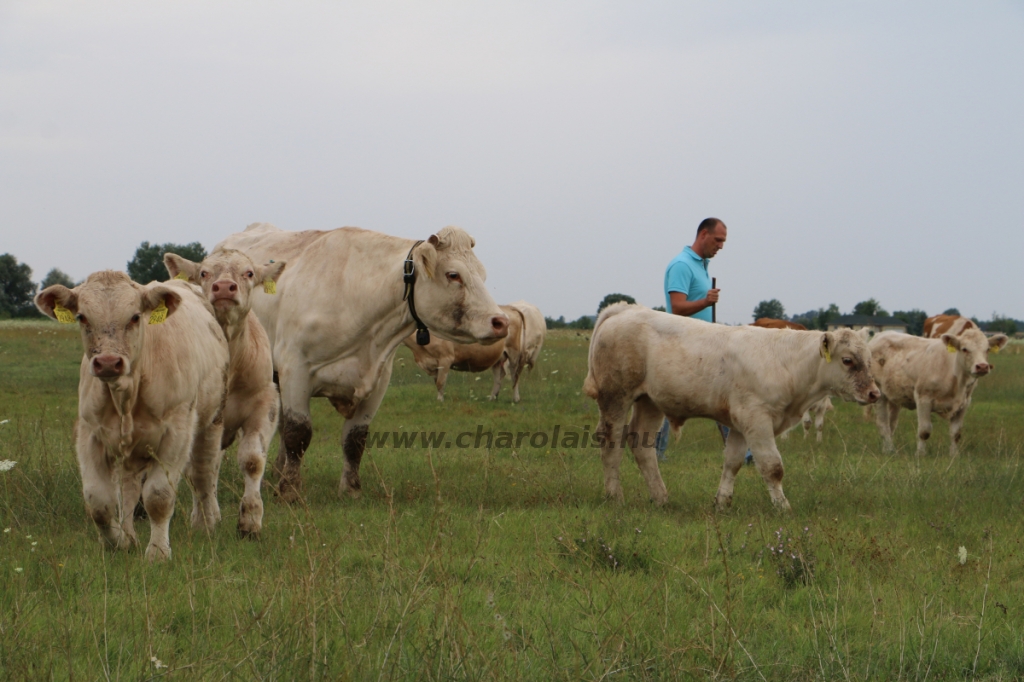 GDScan-Nyakas Charolais