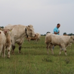 GDScan-Nyakas Charolais