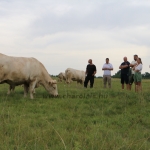 GDScan-Nyakas Charolais