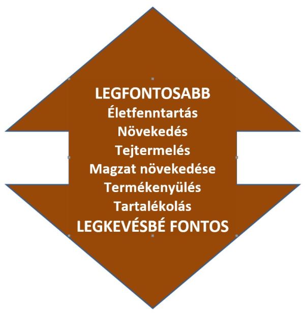 1.	ábra A takarmány táplálóanyag tartalmának felhasználási sora húsmarha esetében (Short és mtsai, 1990)